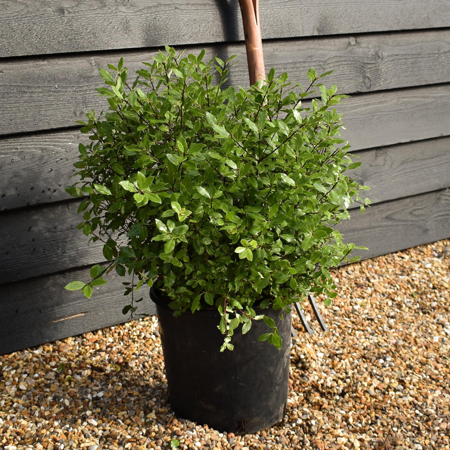 Pittosporum tenuifolium 'Midget' - Height 40-50cm - Width 40-50cm - 10lt