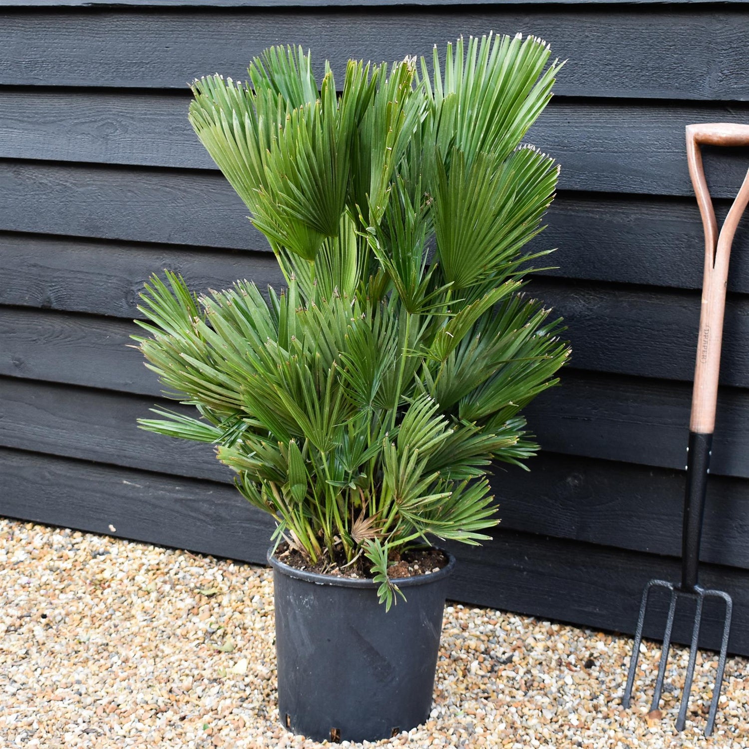 Chamaerops Hummilis Compacta - Height 80-100cm - Shrub - 18lt