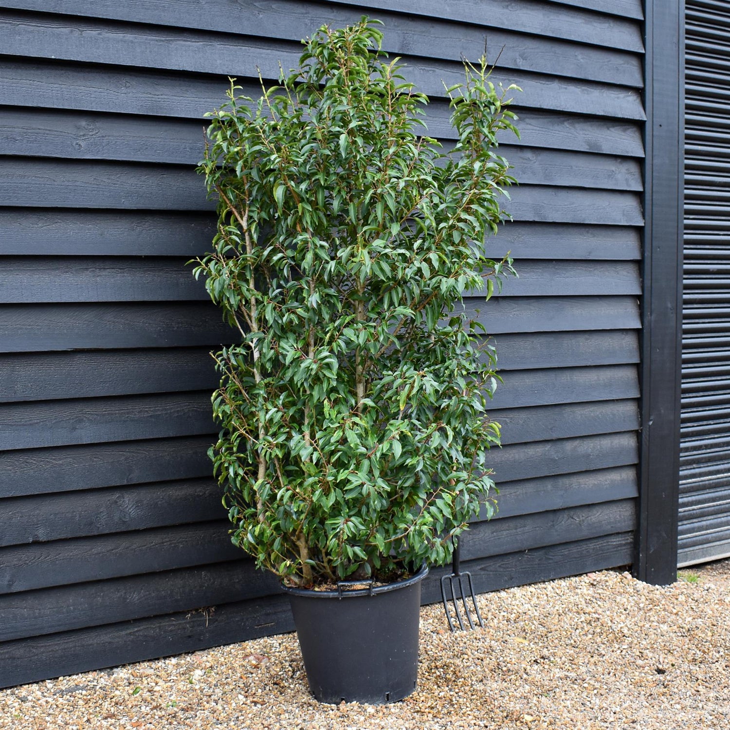 Prunus lusitanica 'Myrtifolia' - Bushy - 200-220cm - 50lt
