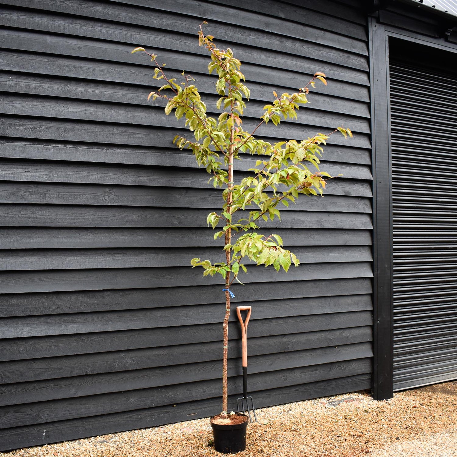 Prunus 'Sargentii' - Clear Stem - 300-330cm - 30lt