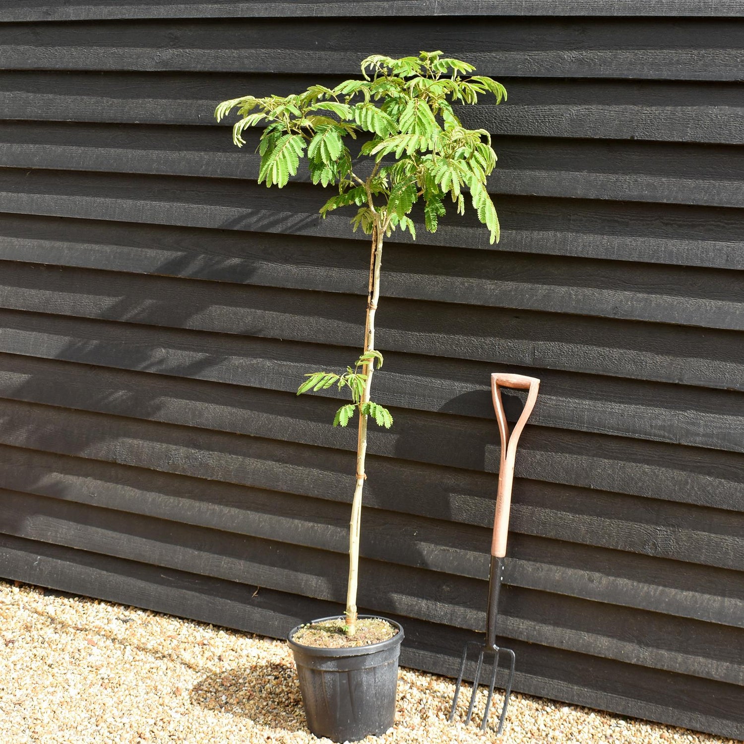 Albizia julibrissin Omberella  | Silk Tree - Height 140-150cm - 15lt