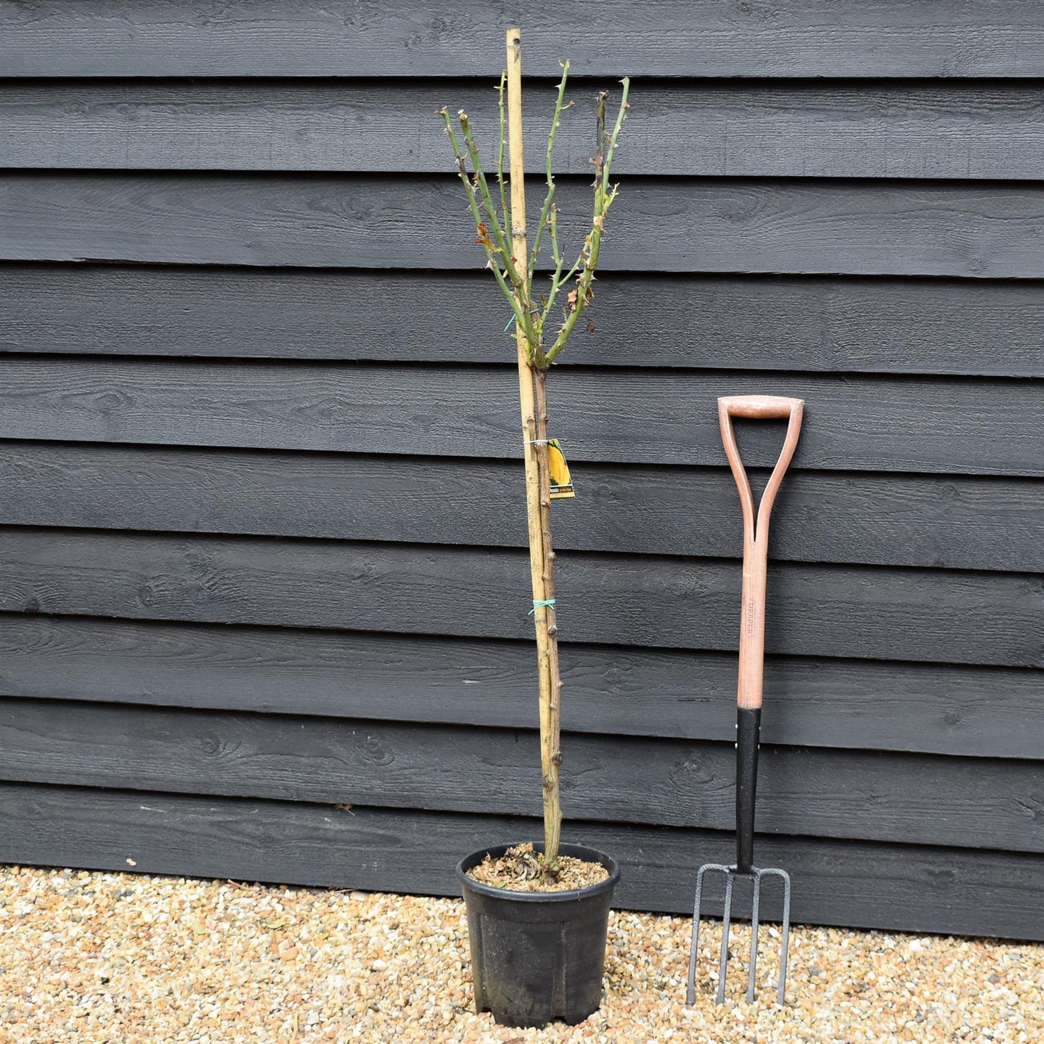 Rose 'Giallo Puro Intenso' - Clear Stem 80-90cm - Height 130-160cm - 18lt