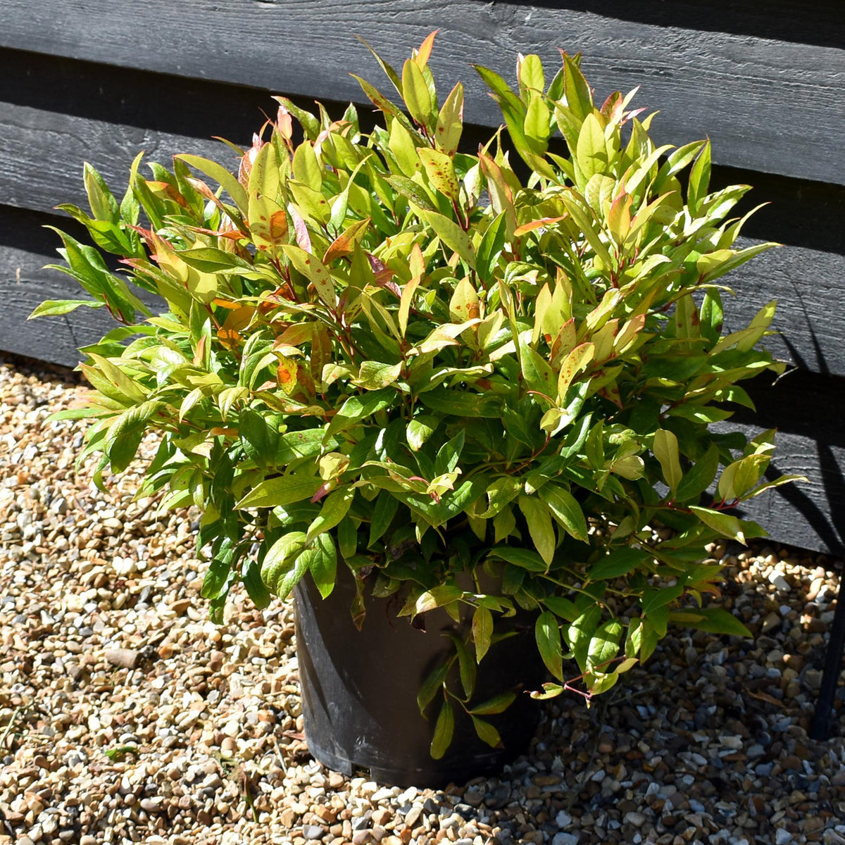 Leucothoe Scarletta 'Zeblid' | Dog Hobble - Height 25-45cm - 5lt