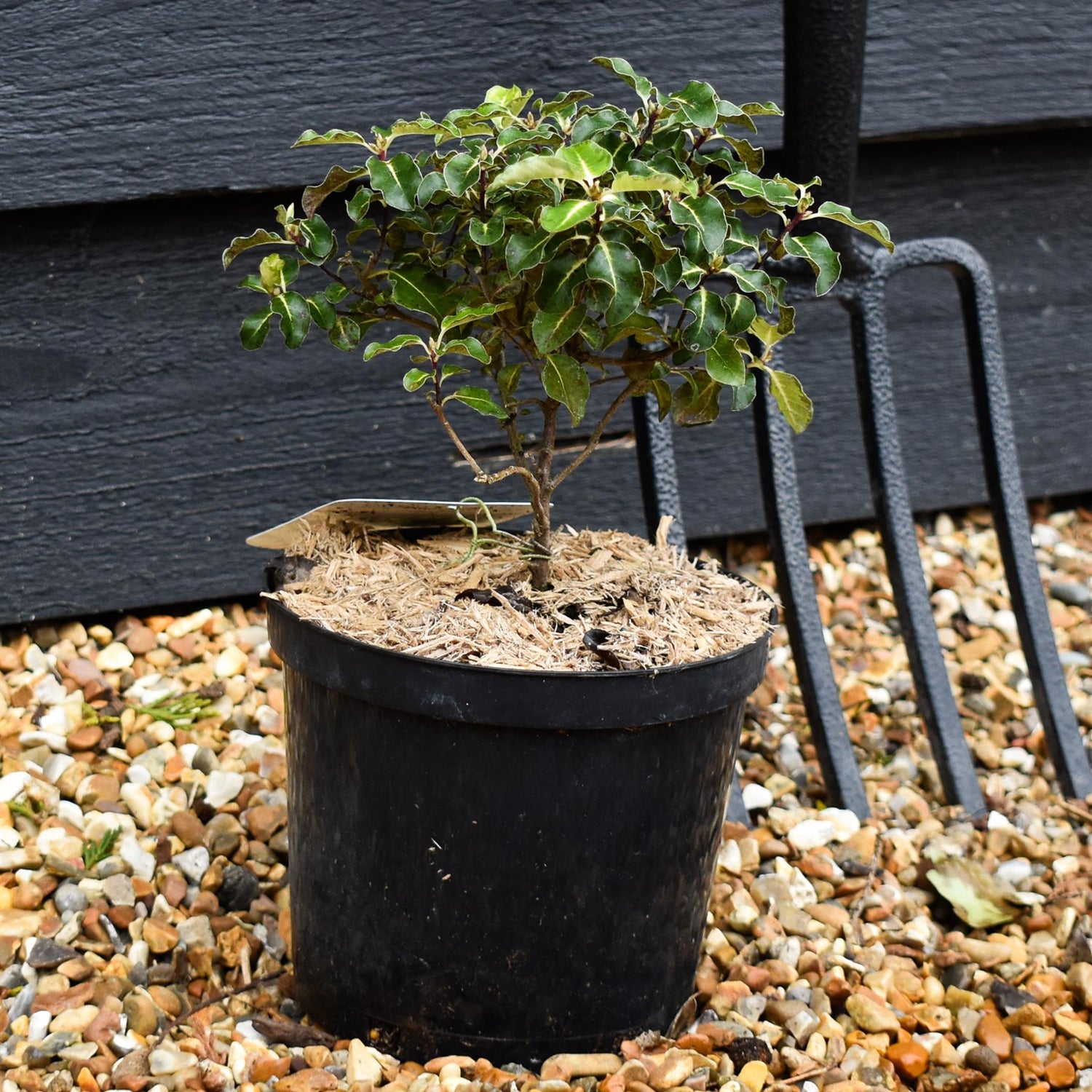 Pittosporum tenuifolium 'Gold Star' -  Height 18-25cm - 2lt