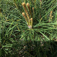Pinus densiflora 'Alice Verkade' | Japanese red pine - Clear Stem - 100-120cm - 20lt