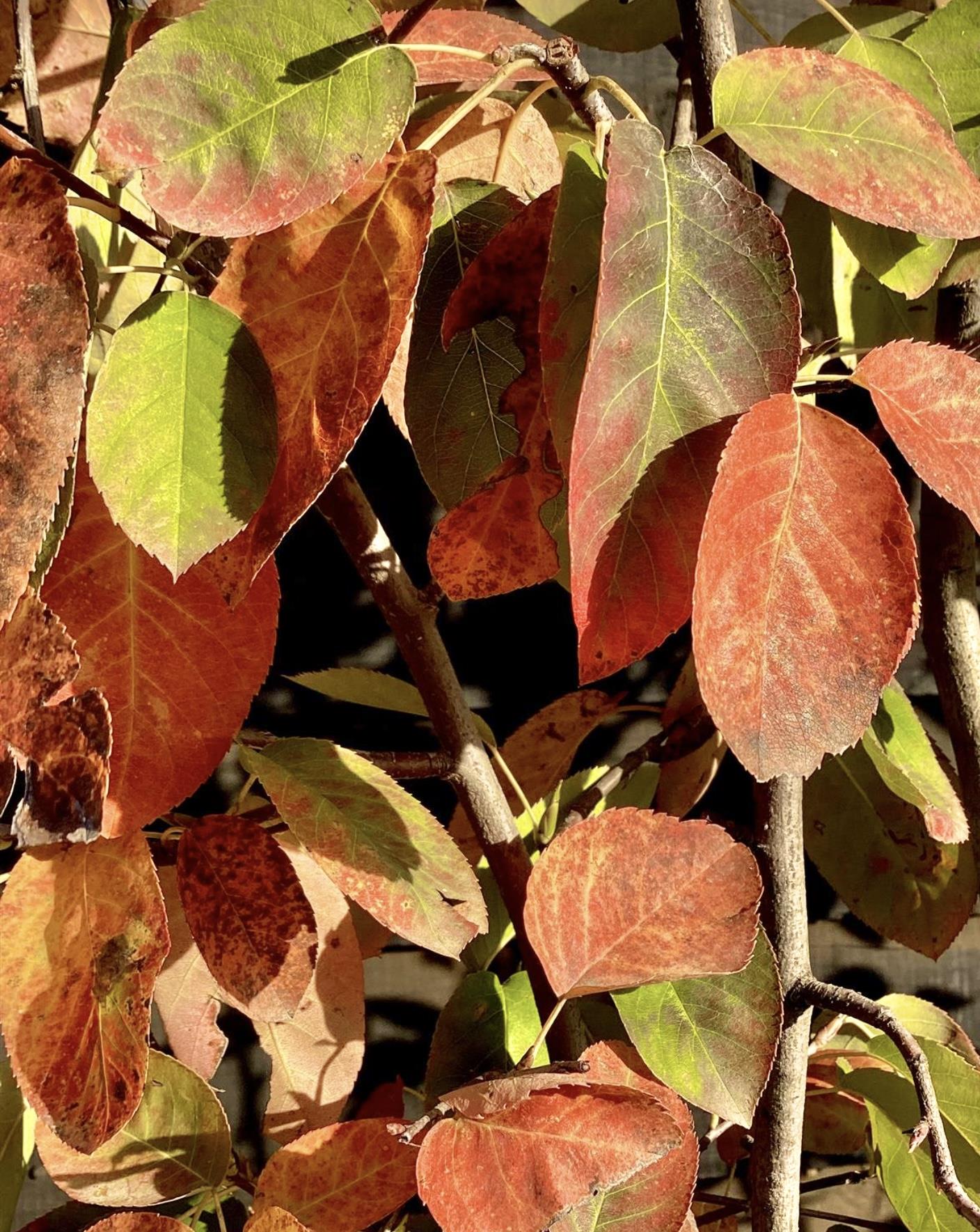 Juneberry  | Amelanchier lamarckii - Multistem - Height 200-230cm - 45lt