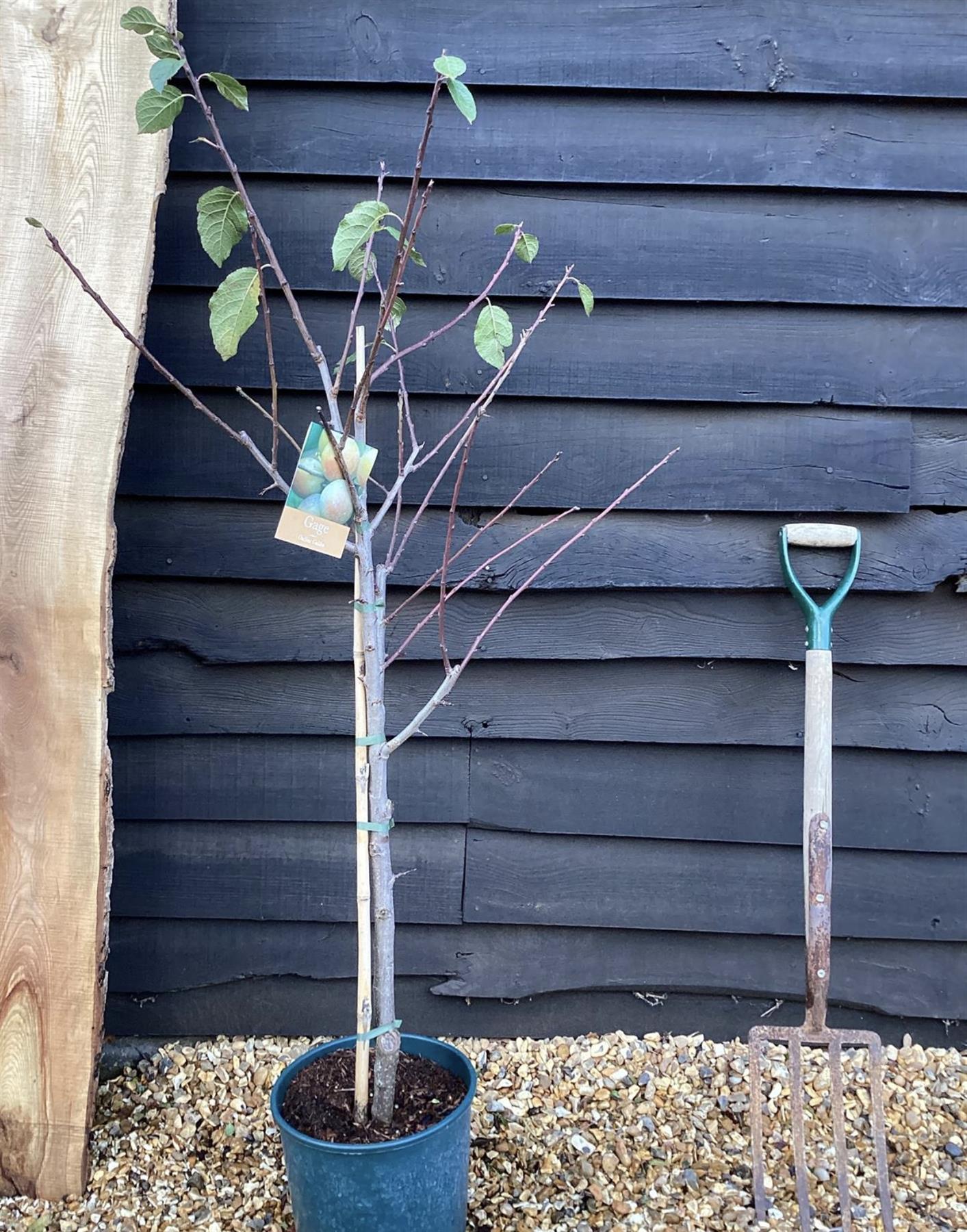 Plum tree 'Oullins Gage' | Prunus domestica - 150-160cm - 10lt