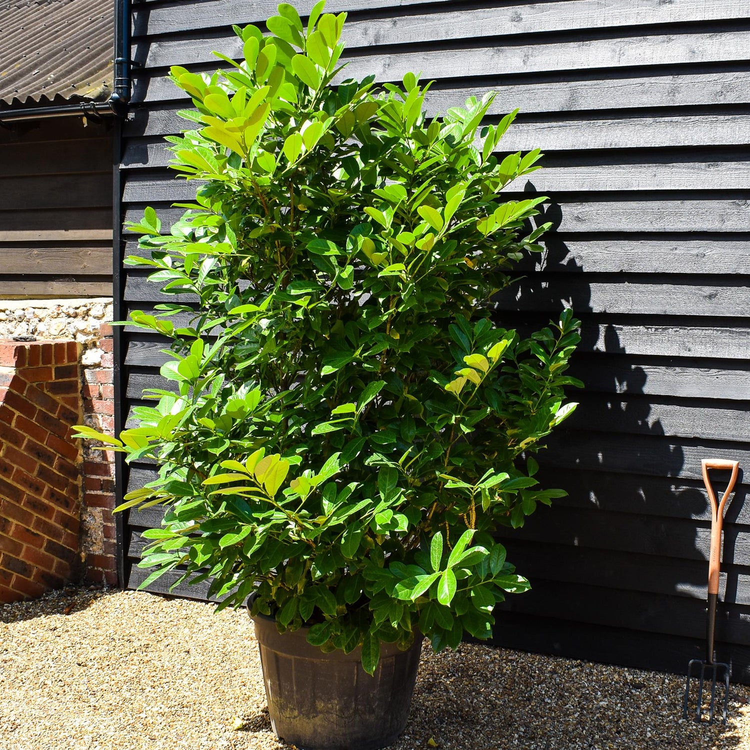 Cherry Laurel | Prunus Laurocerasus Rotundifolia - Height 220-250cm - Width 120-150cm - Pot Grown - 110-130lt