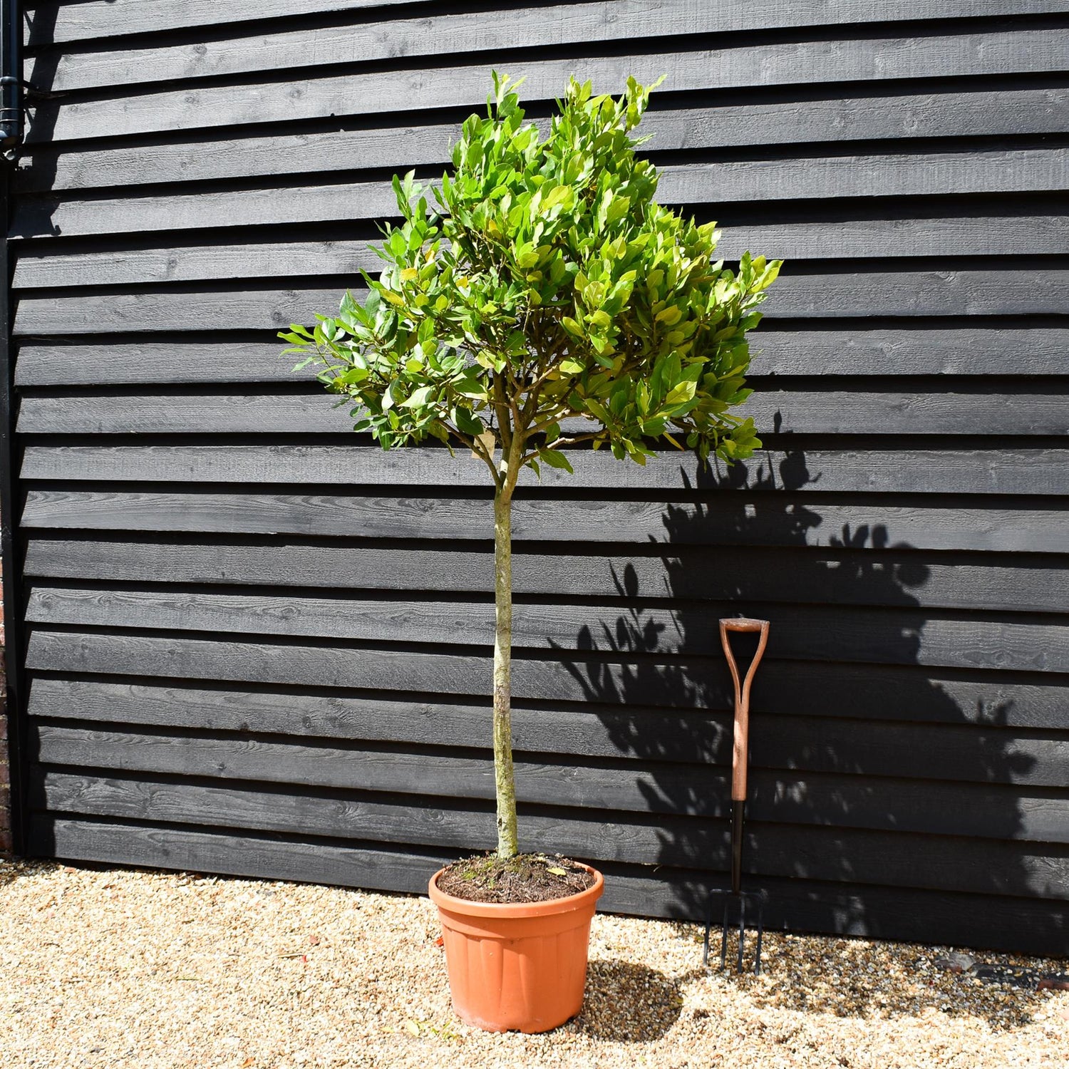 Laurus nobilis | Bay laurel - Clear Stem - 200-220cm - 45lt