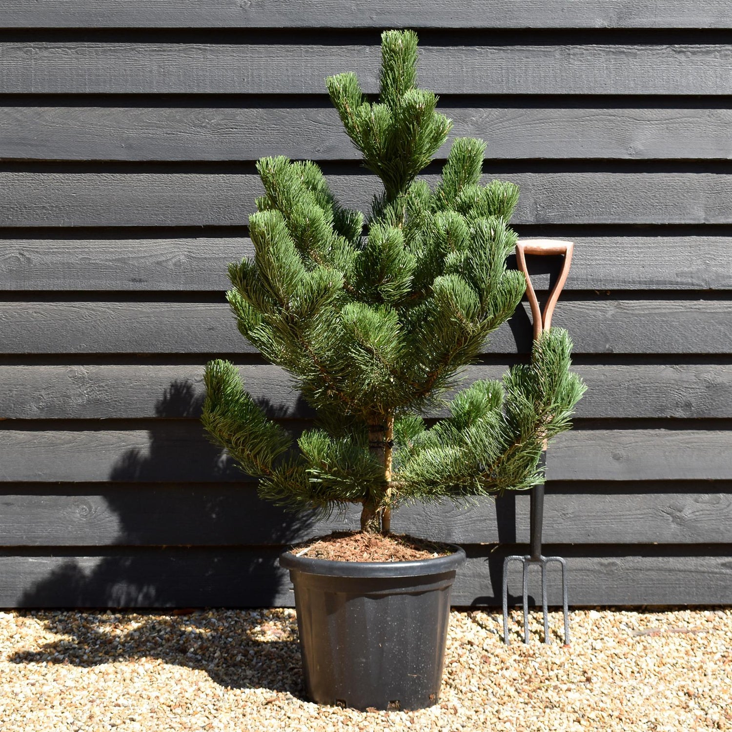 Pinus nigra 'Oregon Green' | Austrian pine 'Oregon Green' - Height 110-120cm - 25lt