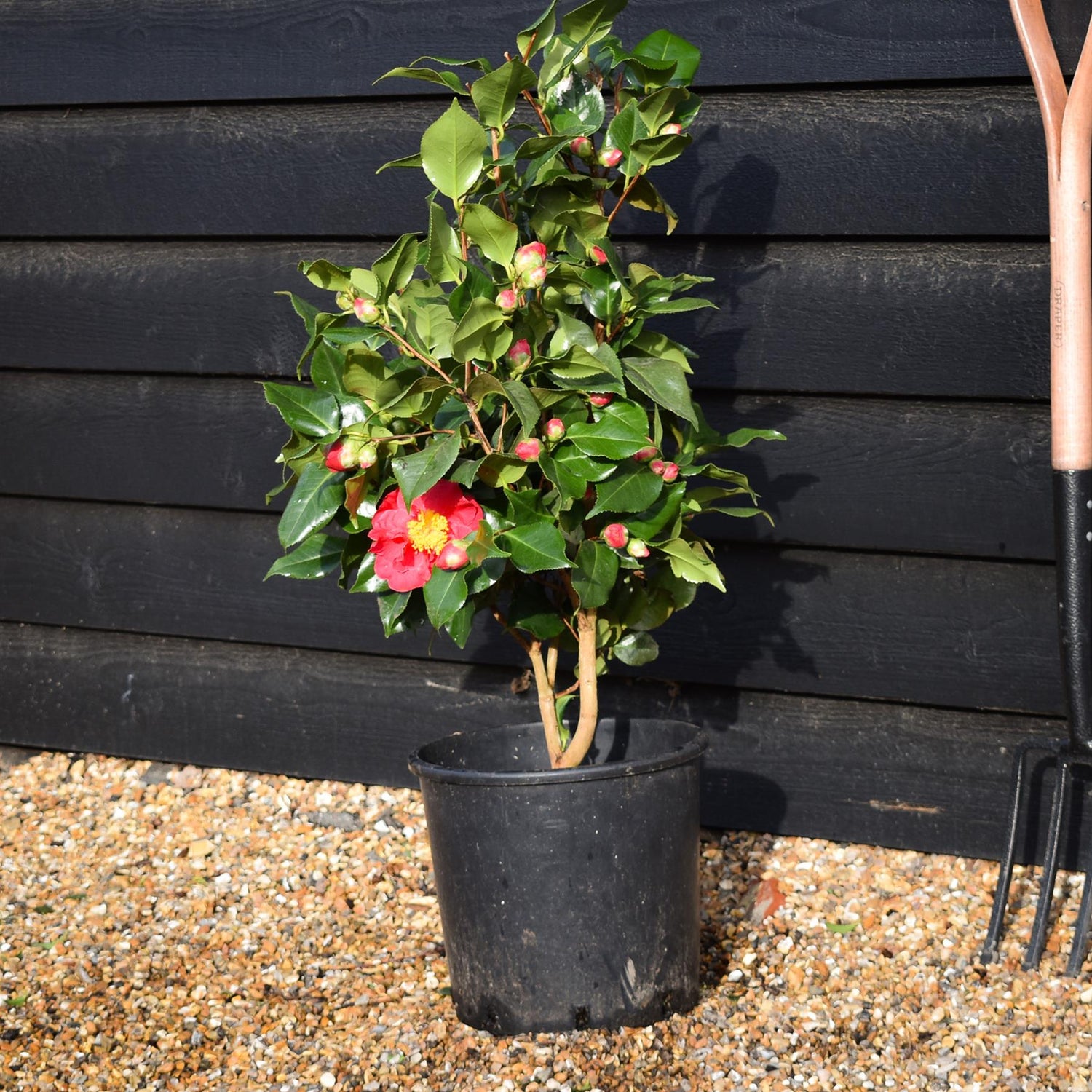 Camellia Dr King -  Height 60-70cm -12lt