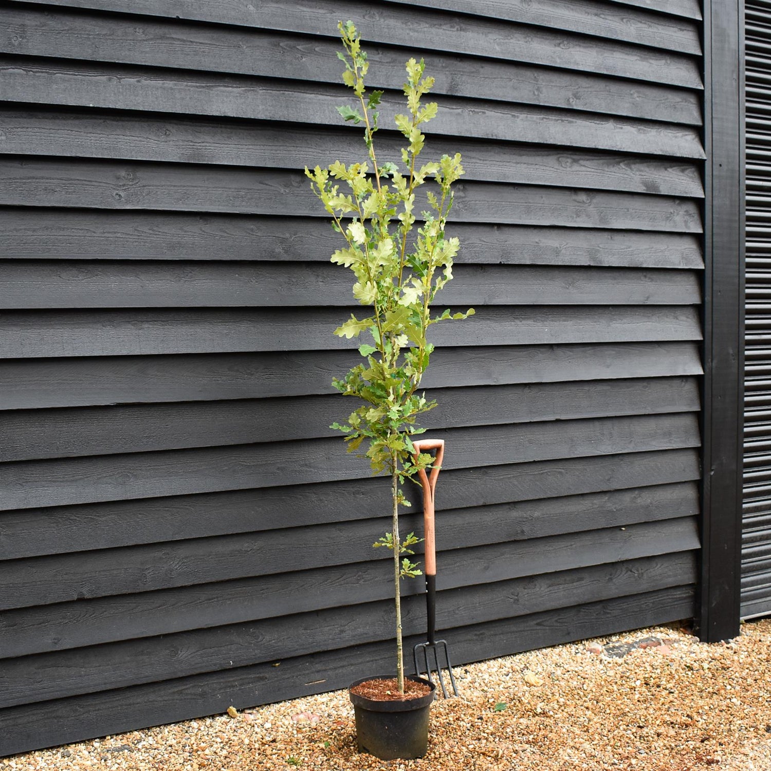 Quercus robur 'Fastigiata' - Feathered - Height 175-200cm - 10lt