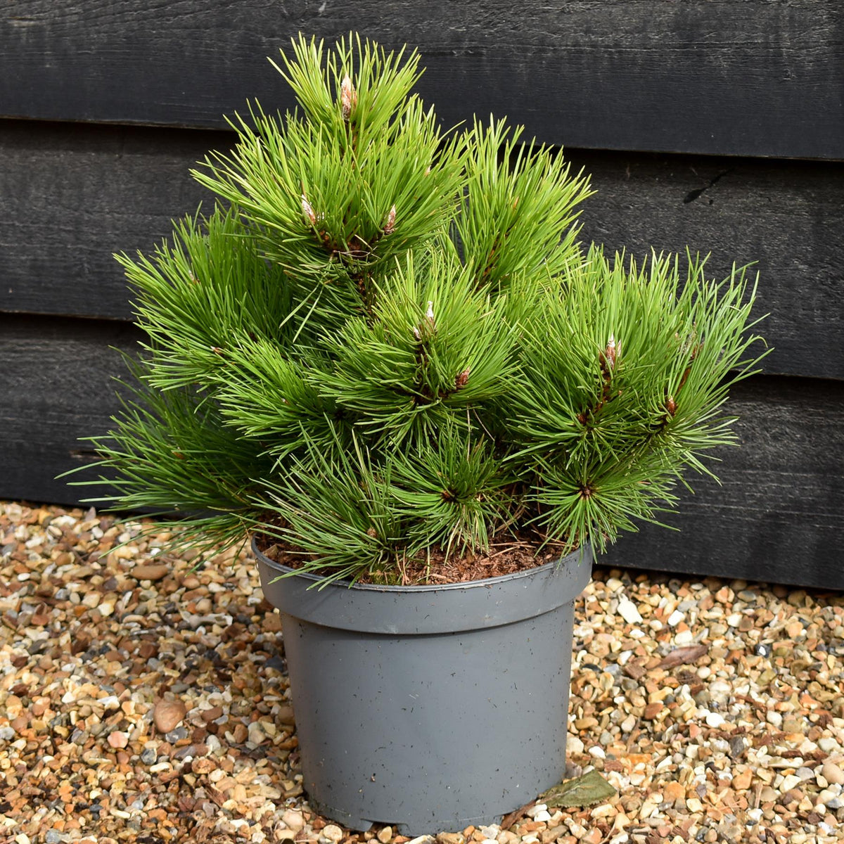 Pinus nigra 'Nana' - Height 30-40cm - 5lt