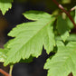 Koelreuteria Paniculata | Golden Rain Tree - Multistem Tree - Height 220-250cm - 45lt