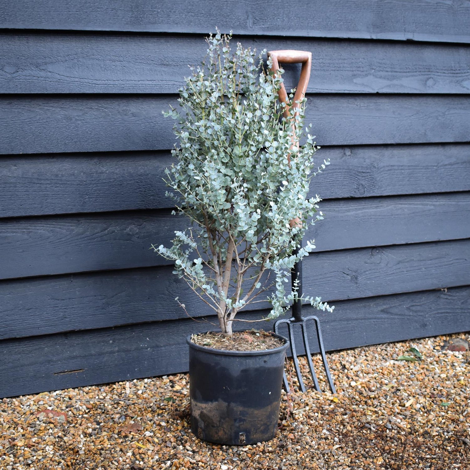 Eucalyptus gunnii 'Azura' | Cider Gum Shrub - Bushy - Height 80-90cm - 10lt