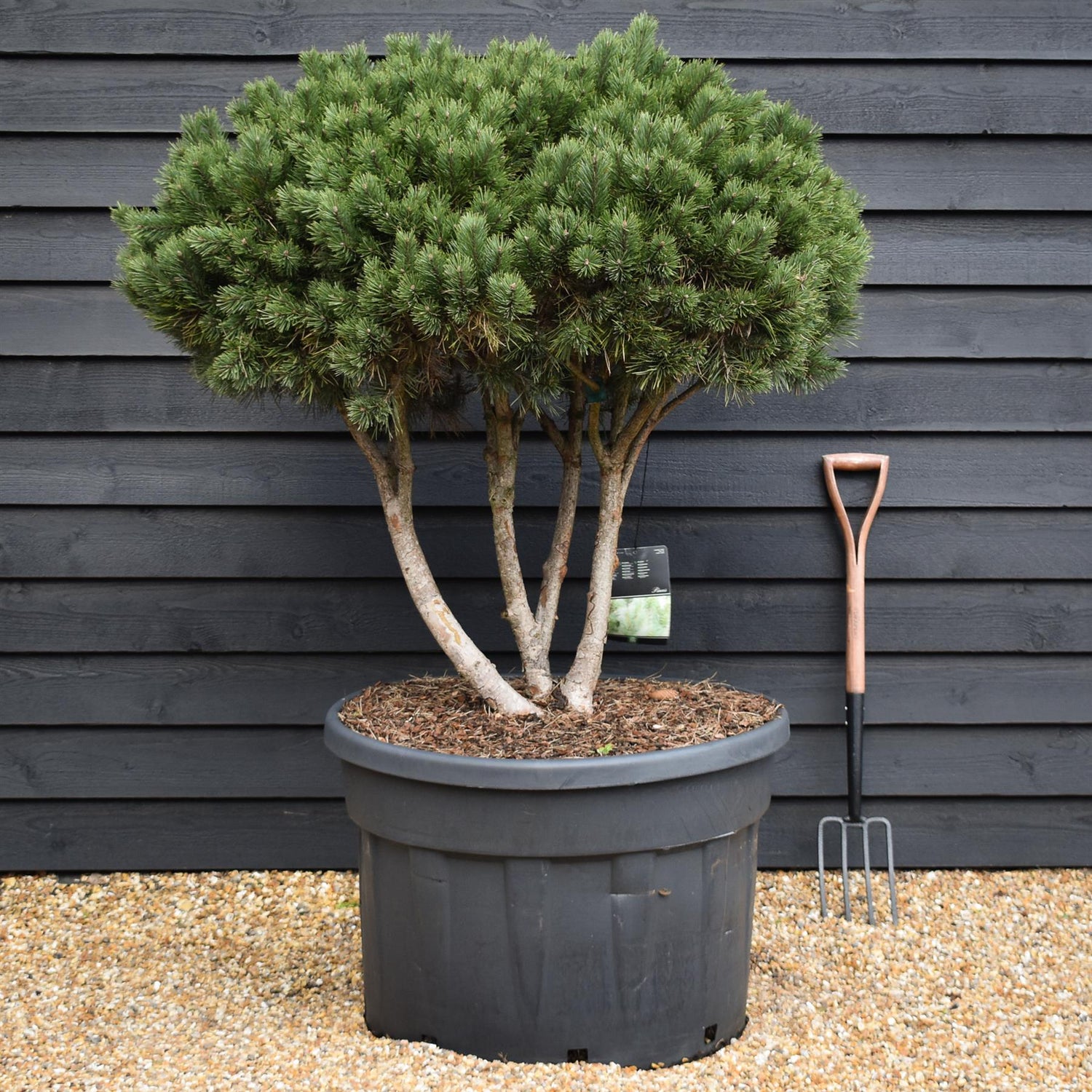Pinus sylvestris 'Watereri' | Scots pine - Multistem - Parachute - Huge - Unique -  120-130cm - 230lt