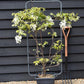 Wisteria | Chinese wisteria - White Flower - Frame/Espalier - Height 110cm Width 50cm - 18lt