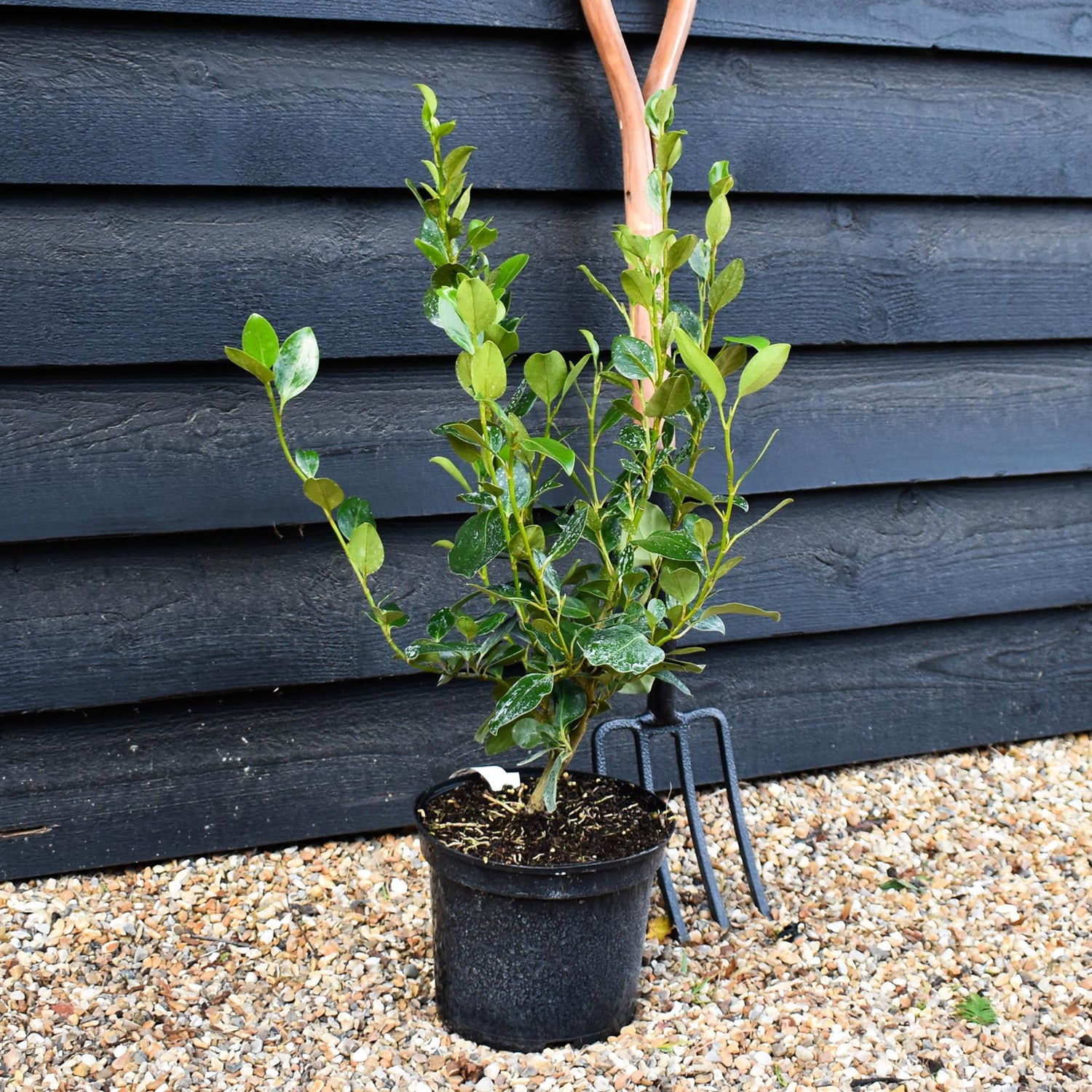 Griselinia littoralis - Shrub -  60-90cm - 5lt