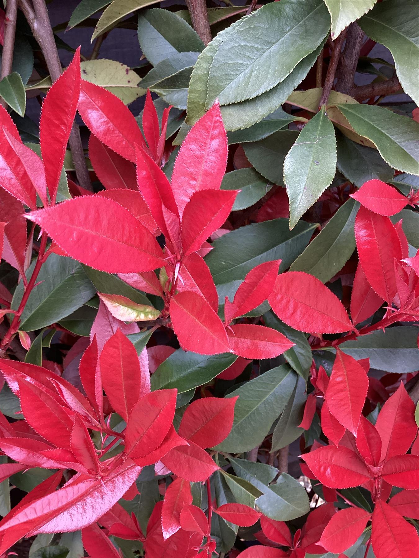 Photinia Red Robin | Christmas berry 'Red Robin' - Compacta - Frame - 150-160cm, 30lt