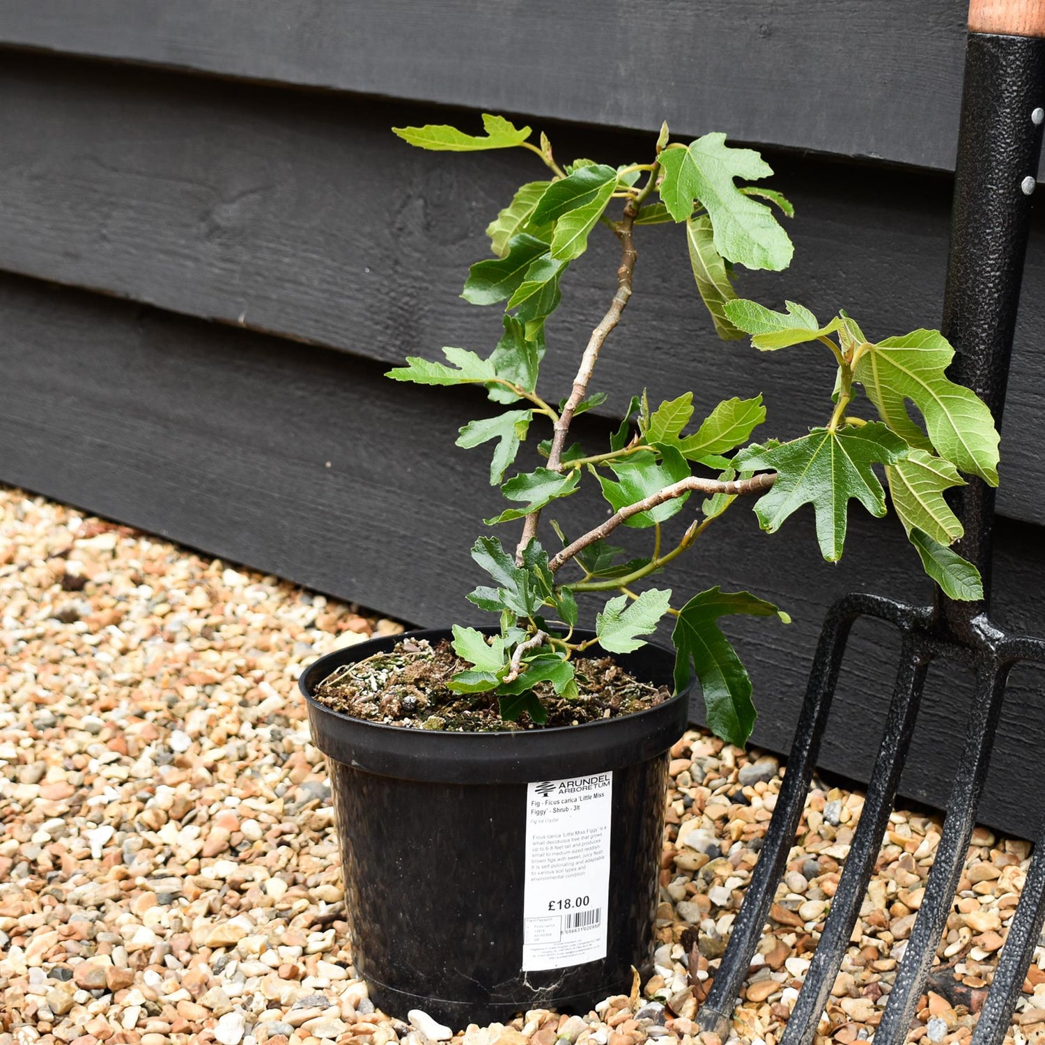 Fig | Ficus carica 'Little Miss Figgy' - Shrub - 25-40cm - 3lt