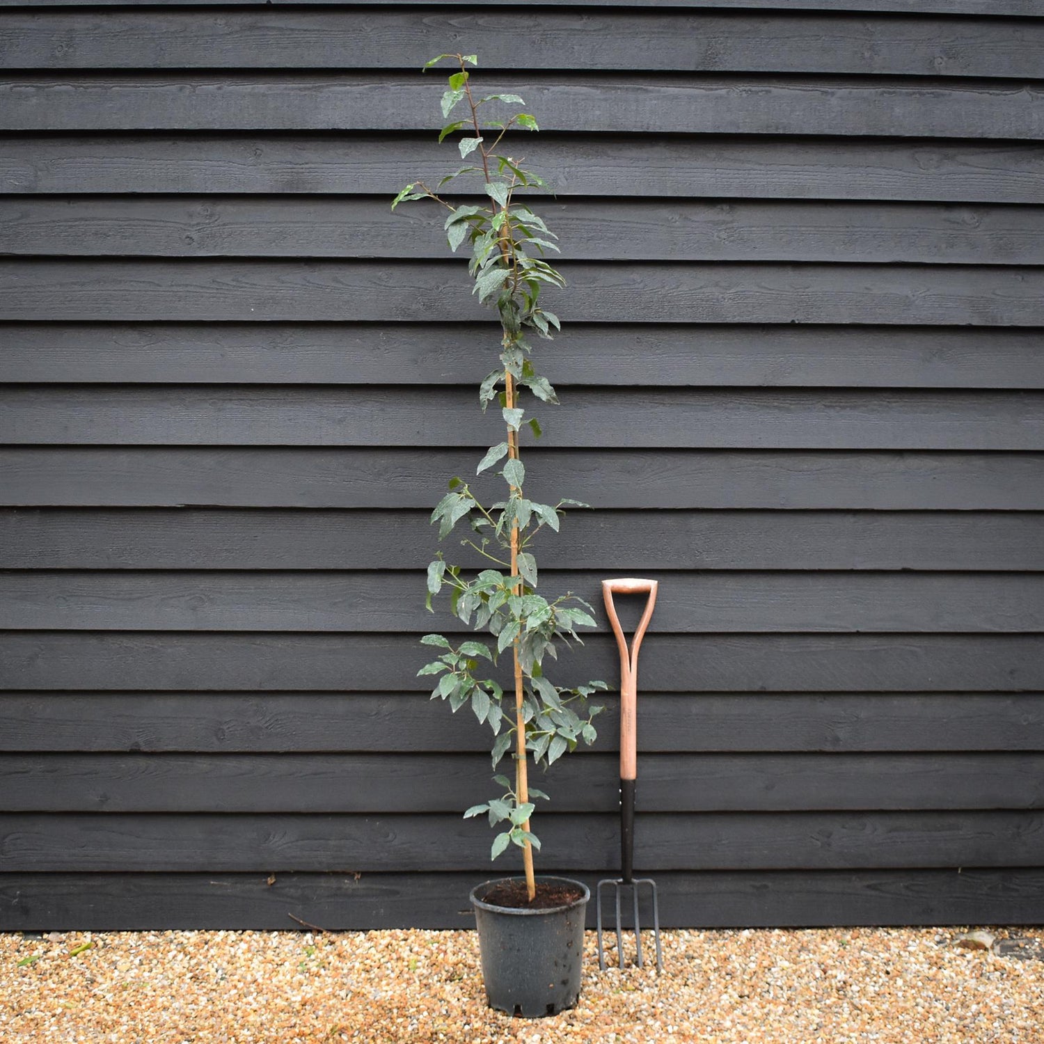 Prunus lusitanica | Portuguese Laurel Cherry - Tree - 150-180cm - 12lt