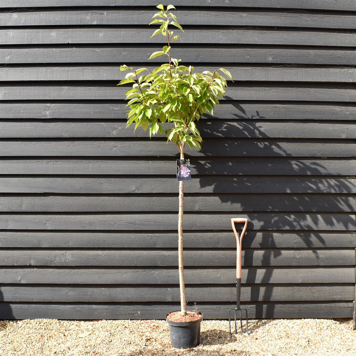 Prunus Kanzan | Cherry Kanzan - Clear Stem 120cm - Girth 6-8cm - Height 160-200cm - 10lt
