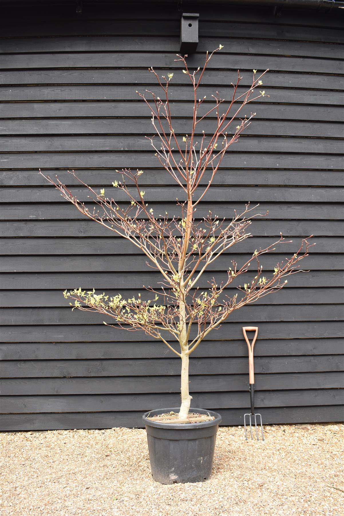 Cornus controversa | Giant Dogwood - 210-220cm, 90lt