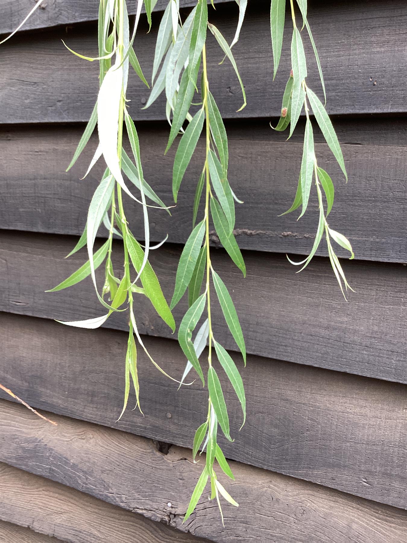 Salix Chrysocoma | Golden Weeping Willow - 300-350cm, 30lt