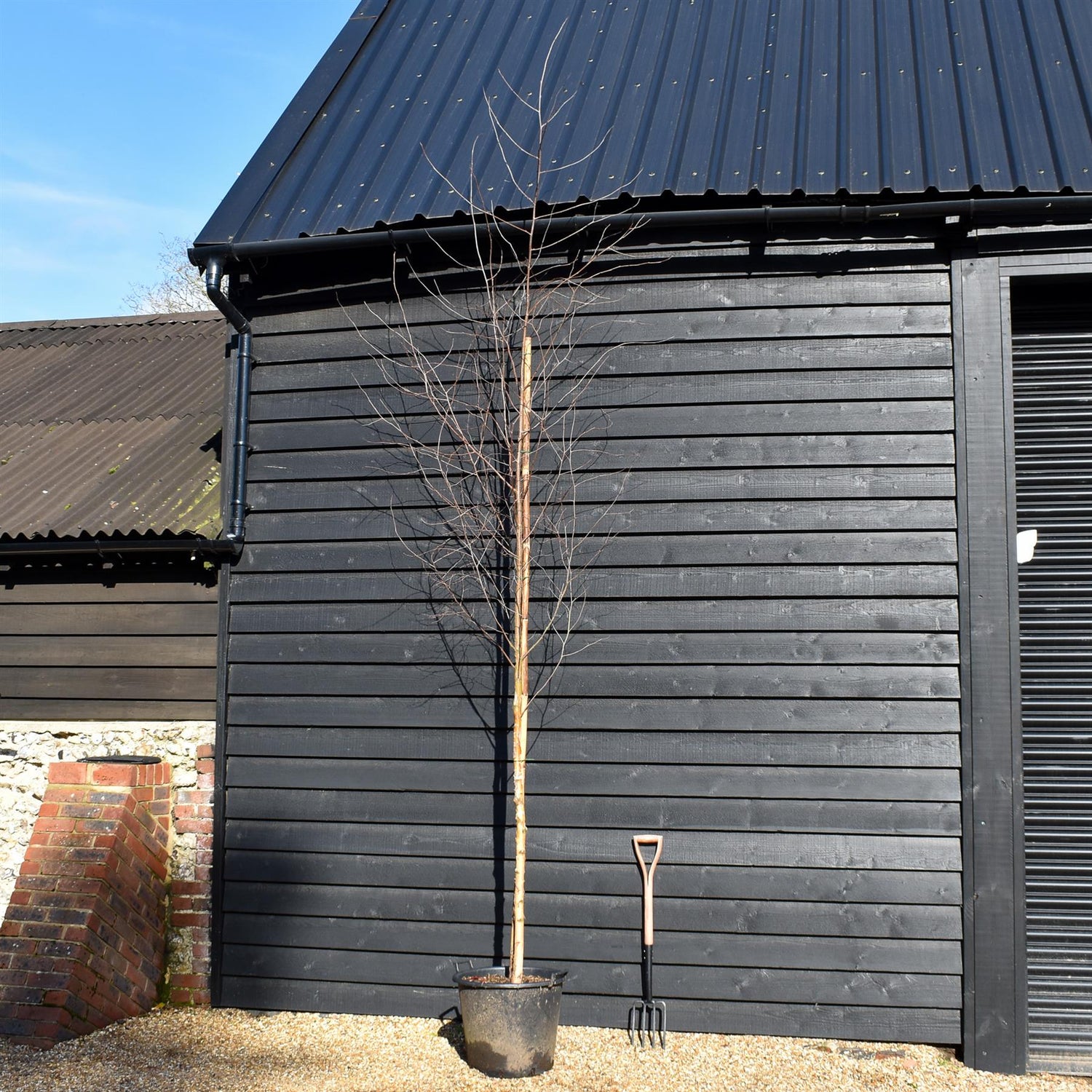 Betula Nigra "Heritage"  - River Birch| Black Birch Cully - Height - 340-400cm - Girth 10-12cm - 50lt