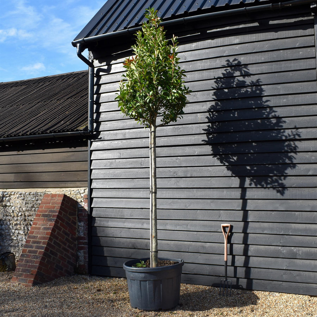 Photinia x fraseri Red Robin - 180cm Trunk - Height 300cm-330cm - Girth 14-16cm - 180lt