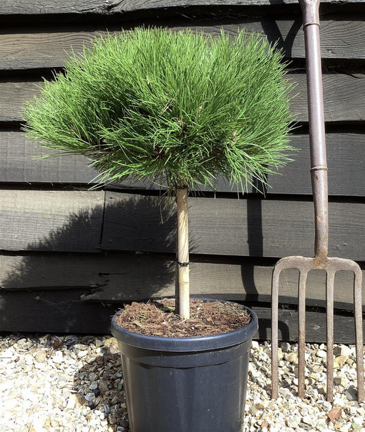 Pinus 'Marie Bregeon' - Height 45cm - Width 35-40cm - 8lt