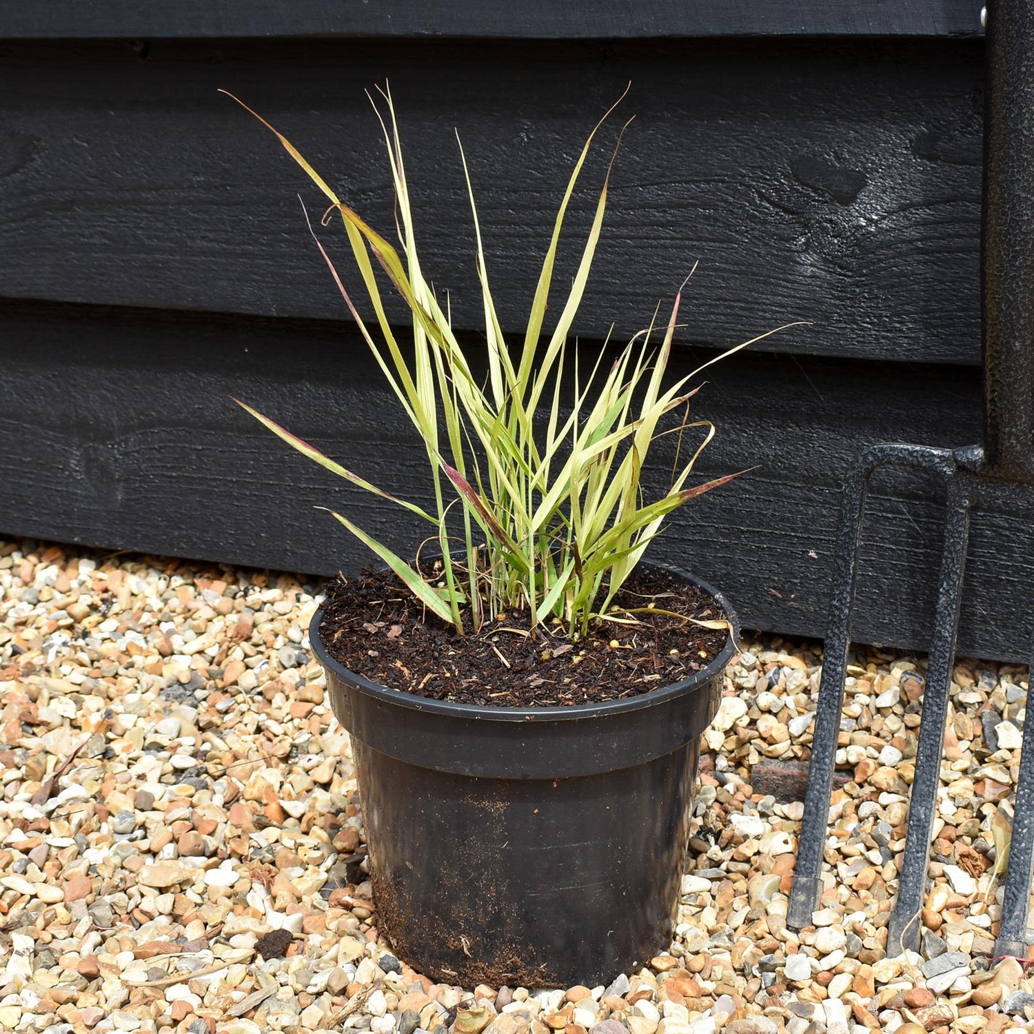 Panicum virgatum 'Shenendoah' - Grass - Perennial -3lt