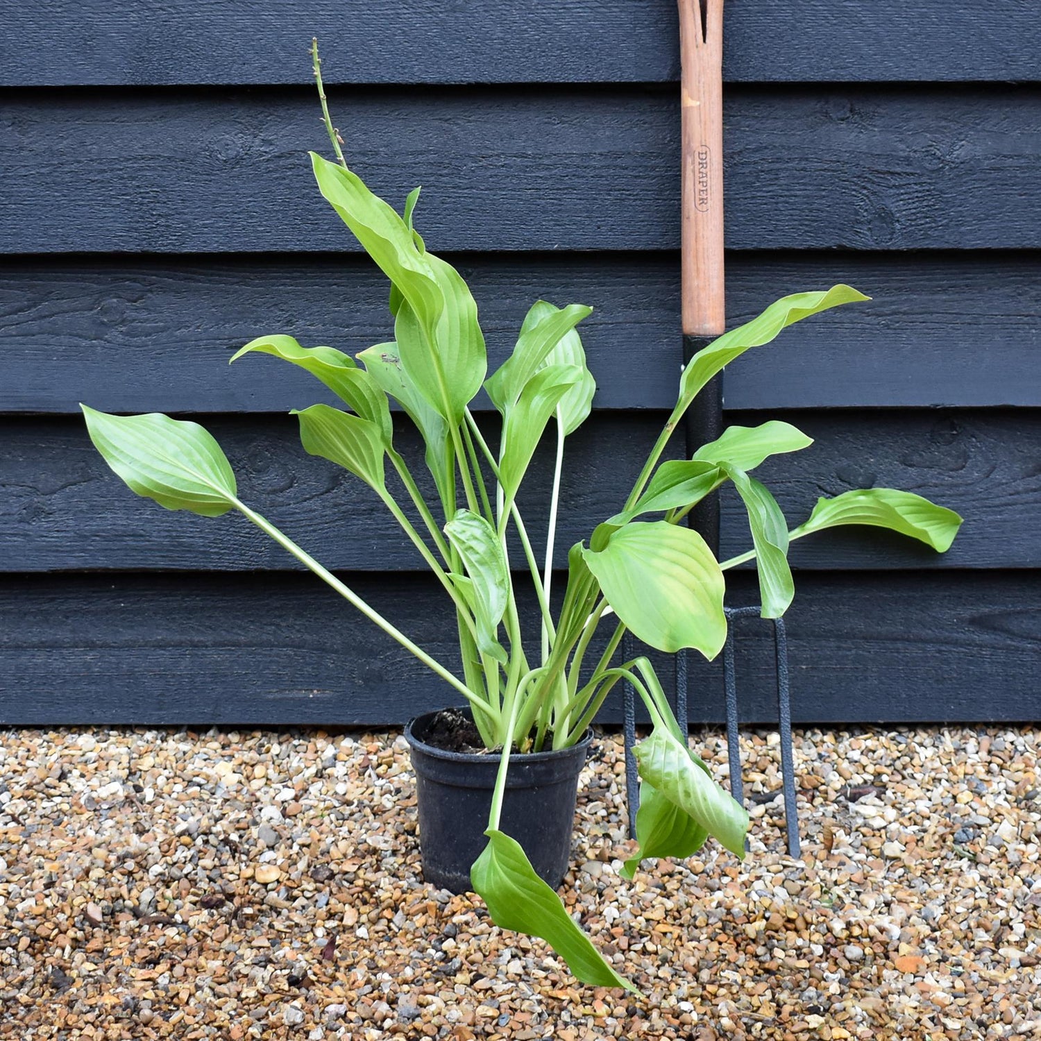 Hosta 'Royal Standard' - Deciduous Perennial - Height 50-60cm - 2lt