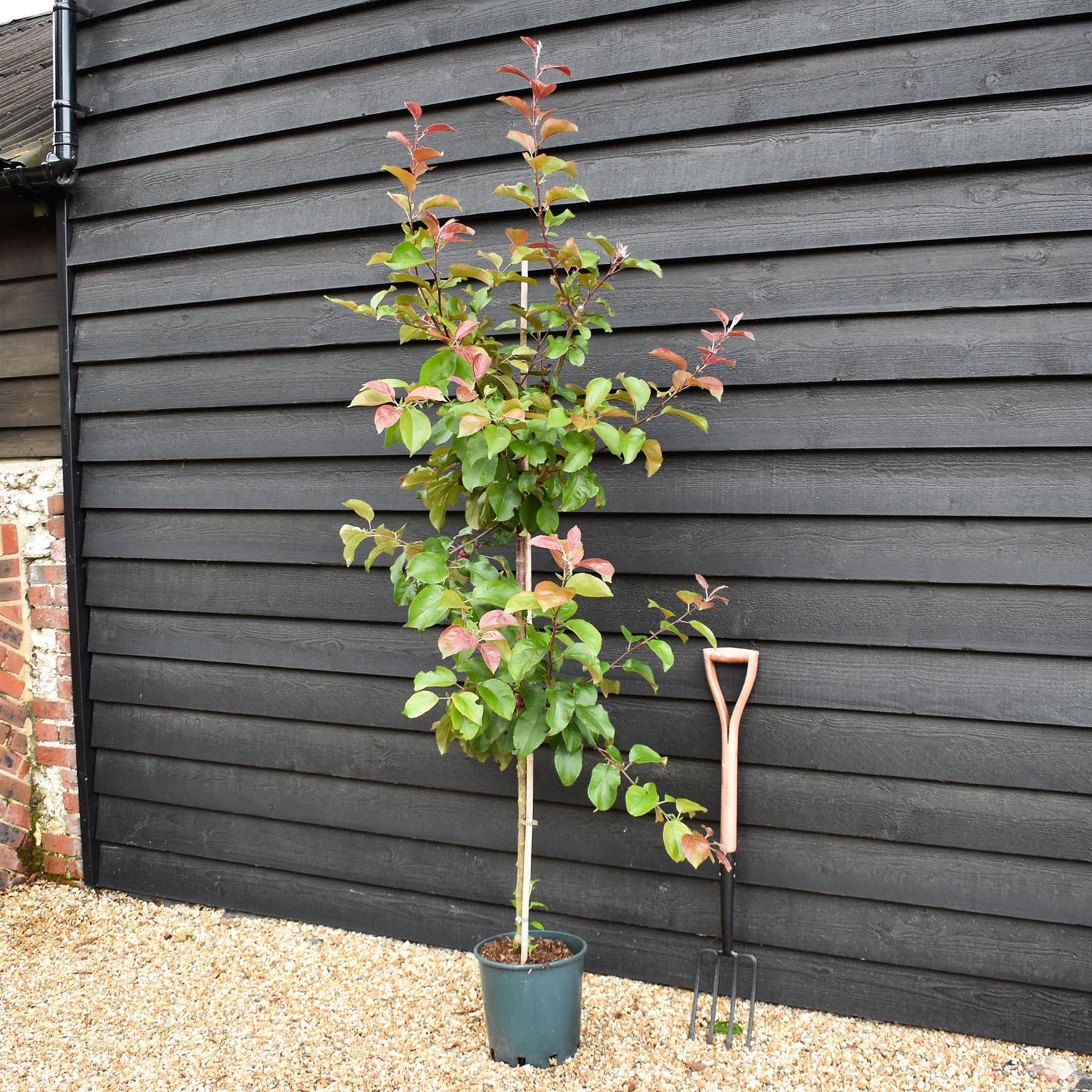 Crab apple | Malus Harry Baker - 160-180cm - 12lt
