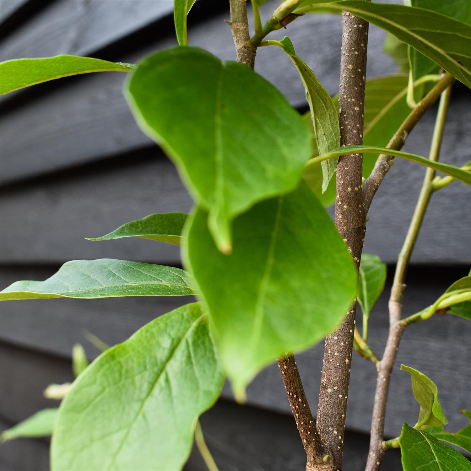Magnolia x soulangeana | Saucer magnolia - Height 100-120cm - 10lt