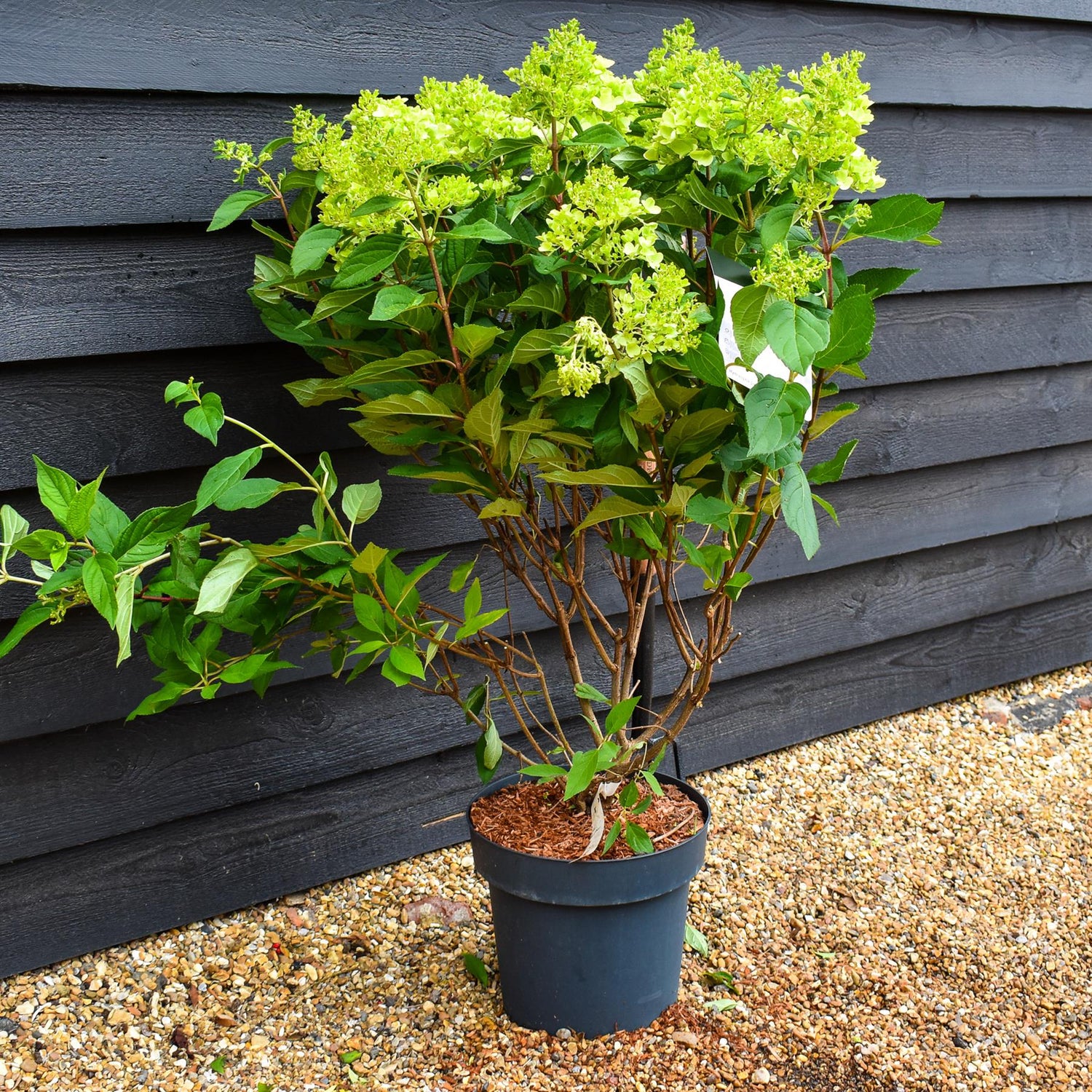 Hydrangea Paniculata 'Bonfire' - Height 50-60cm - 15lt