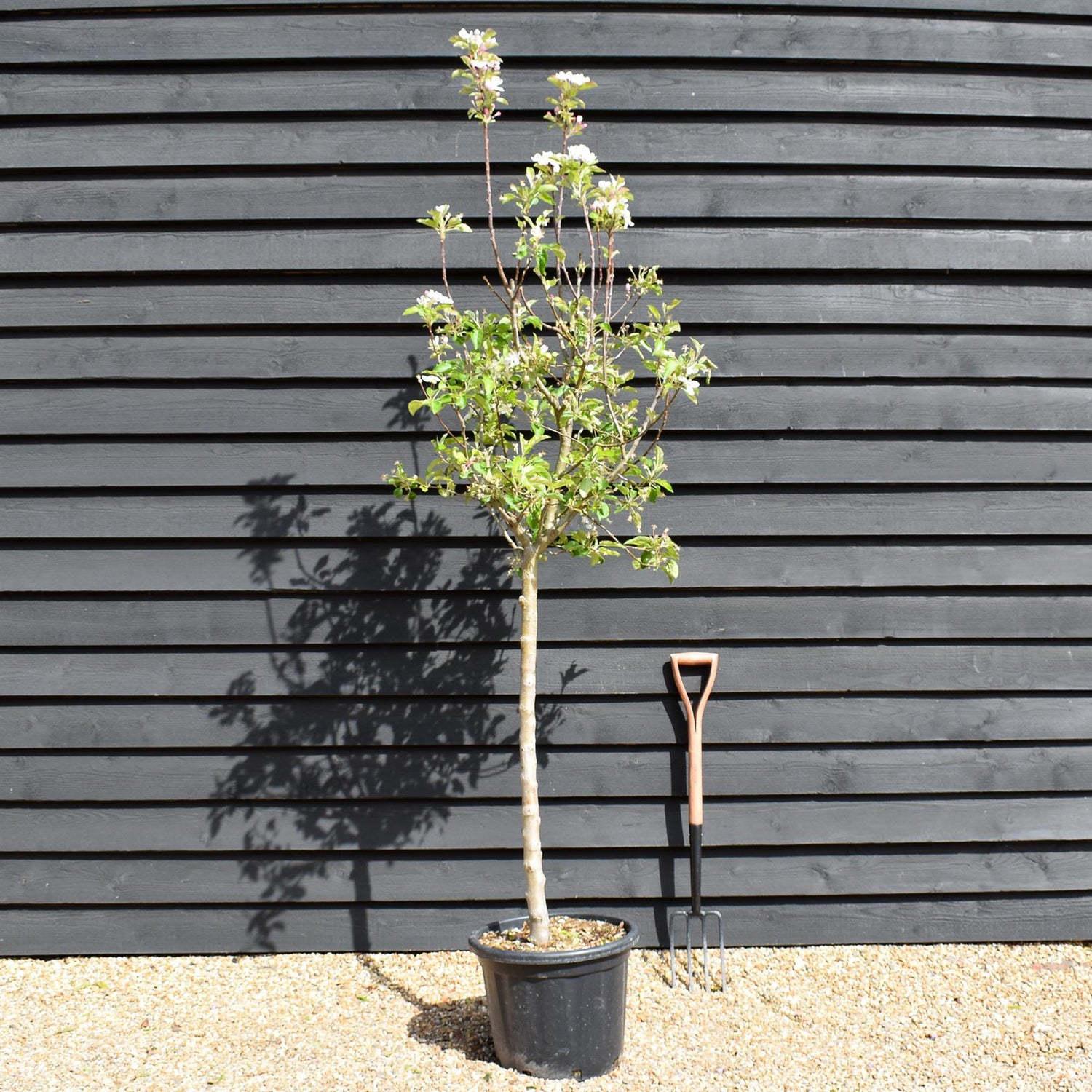 Apple tree 'Golden Delicious' | Malus Domestica - Clear Stem 100cm - Height 200-230cm - Girth 14-16cm - 30lt