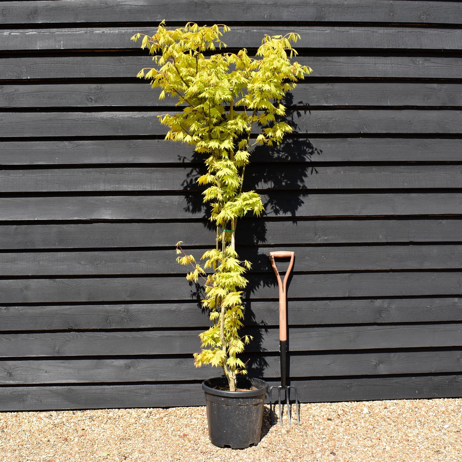 Acer palmatum 'Jordan' | Japanese maple 'Jordan' - Narrow - 160-180cm - 20lt