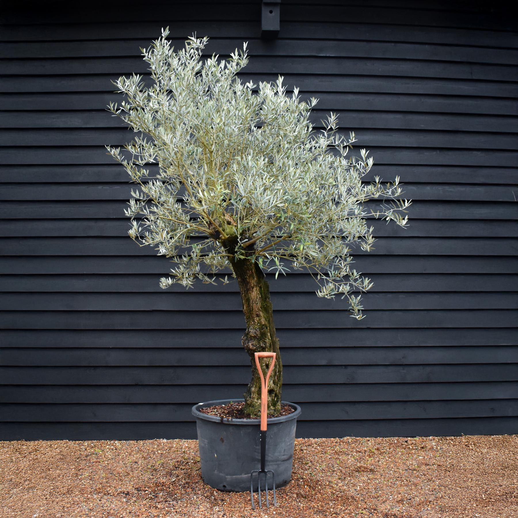Olive Tree | Olea Europea - Specimen - Trunk height 120cm - Height 220 ...
