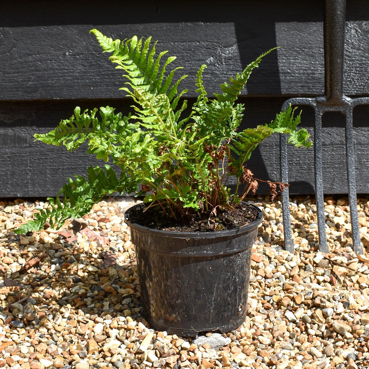 Dryopteris  filix-mas 'Crispa Cristata' - Ferns- Perennial - 3lt