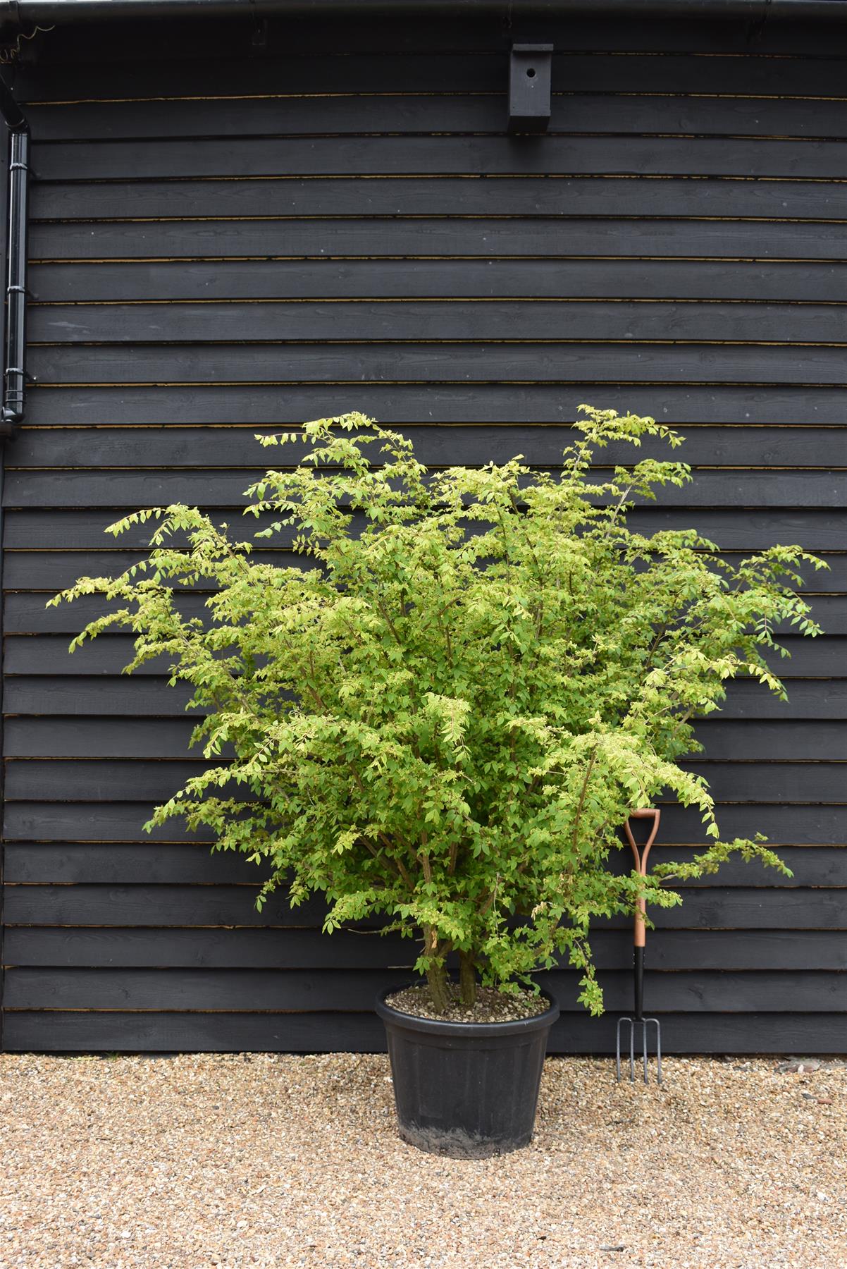 Euonymus alatus | Winged Spindle Tree - Bush - Large Shrub - Height 170-180cm - 90lt
