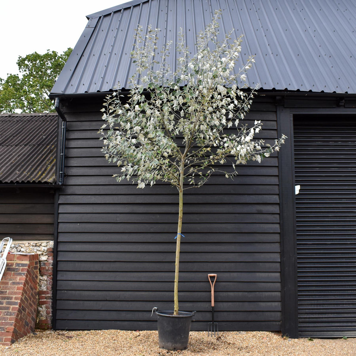Populus alba | White Poplar Tree - Standard - Clear stem 160-170cm - Height 430-450cm - 70lt