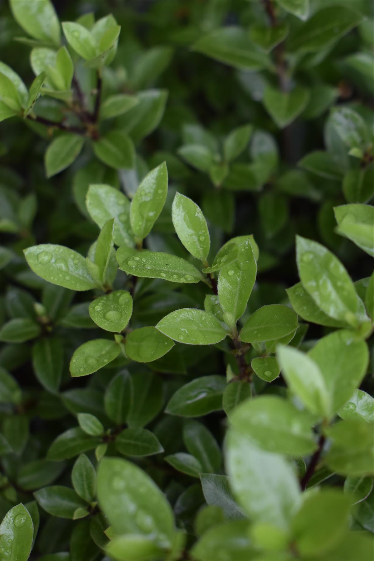 Pittosporum tenuifolium 'Beach Ball' - 25-35cm - 5lt
