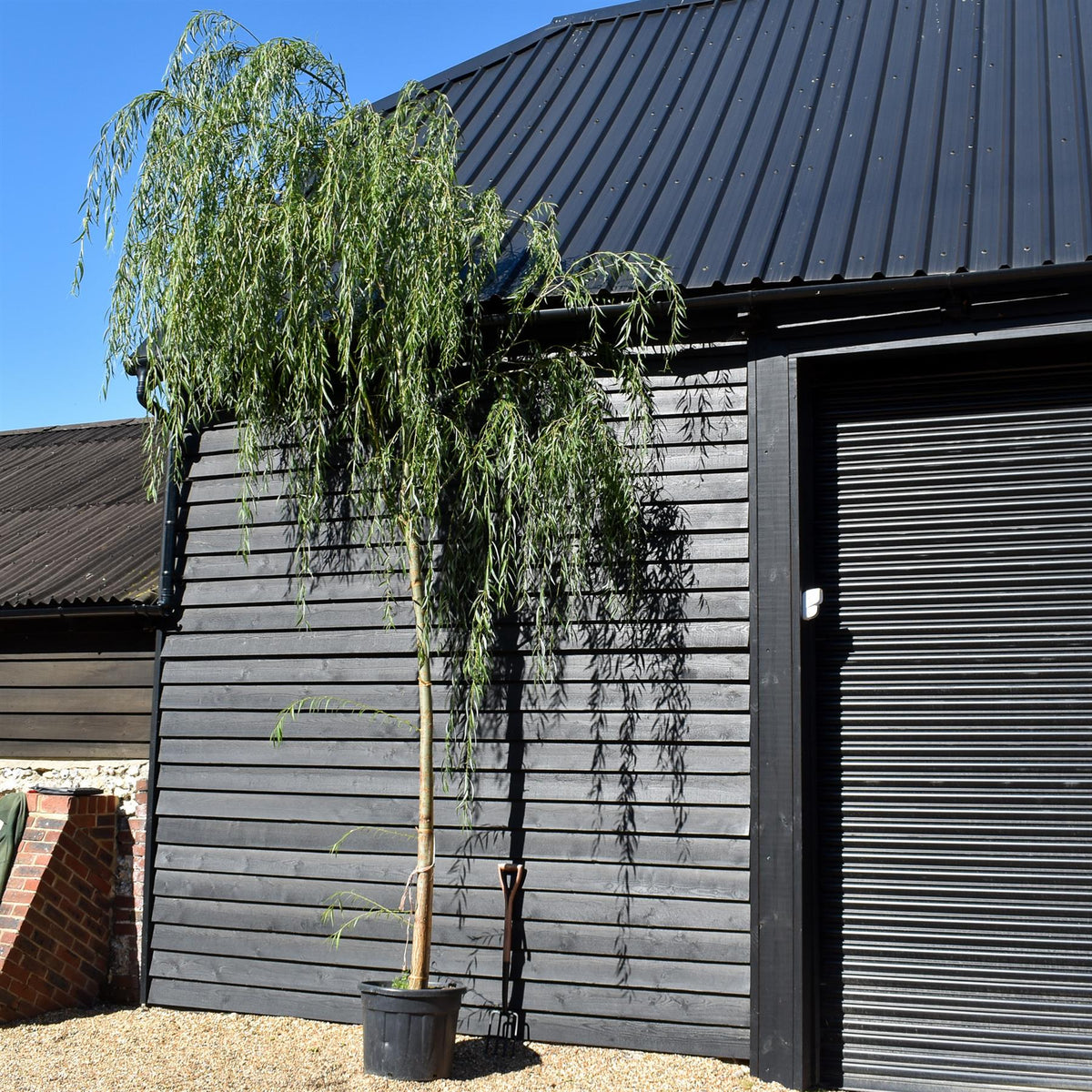 Salix Babylonica Aurea | Golden Weeping Willow -  Clear Stem 200cm - Girth 8-10cm - Height 350-400cm - 70lt