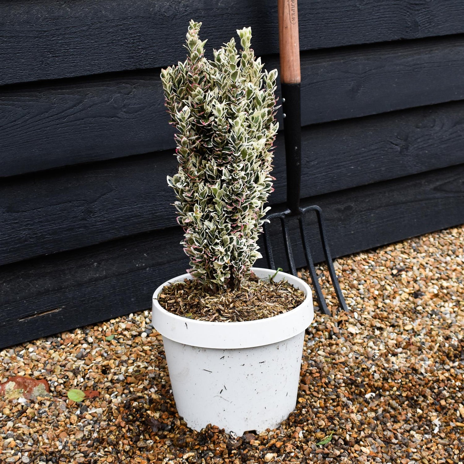 Euonymus japonicus 'White Spire' - Shrub -  Height 40-50cm - 7lt