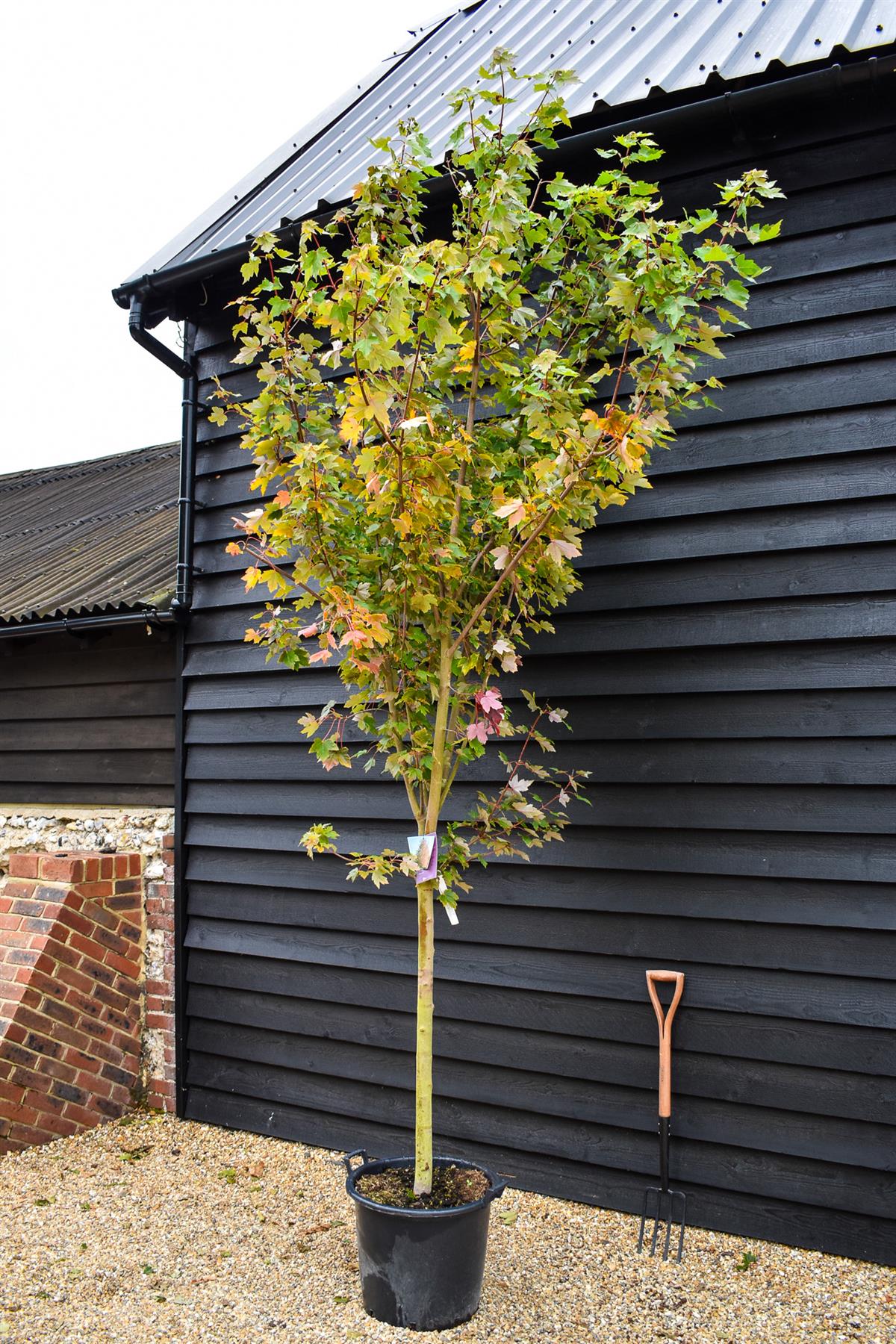 Red maple | Acer rubrum Redpointe - Clear stem 100cm - Height 300-330cm  - Girth 14-18cm - 50lt