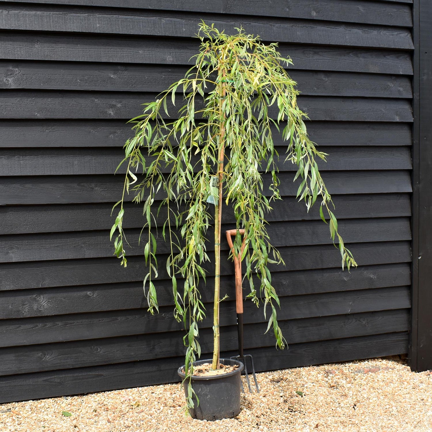 Salix Sepulcralis var. chrysocoma | Golden Weeping Willow  - Height 210-250cm - 20lt