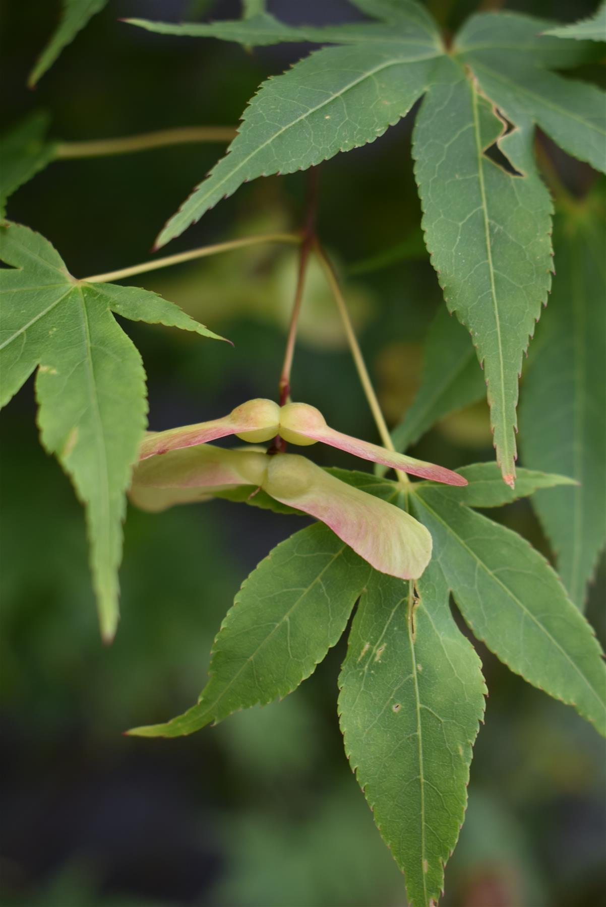Acer palmatum 'Osakazuki' | Japanese Maple - Bushy - 240-260cm - 130lt