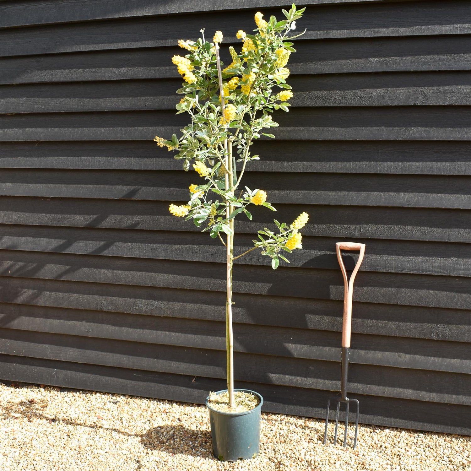 Cytisus battandieri | Moroccan Broom - Height 190-200cm - 12lt