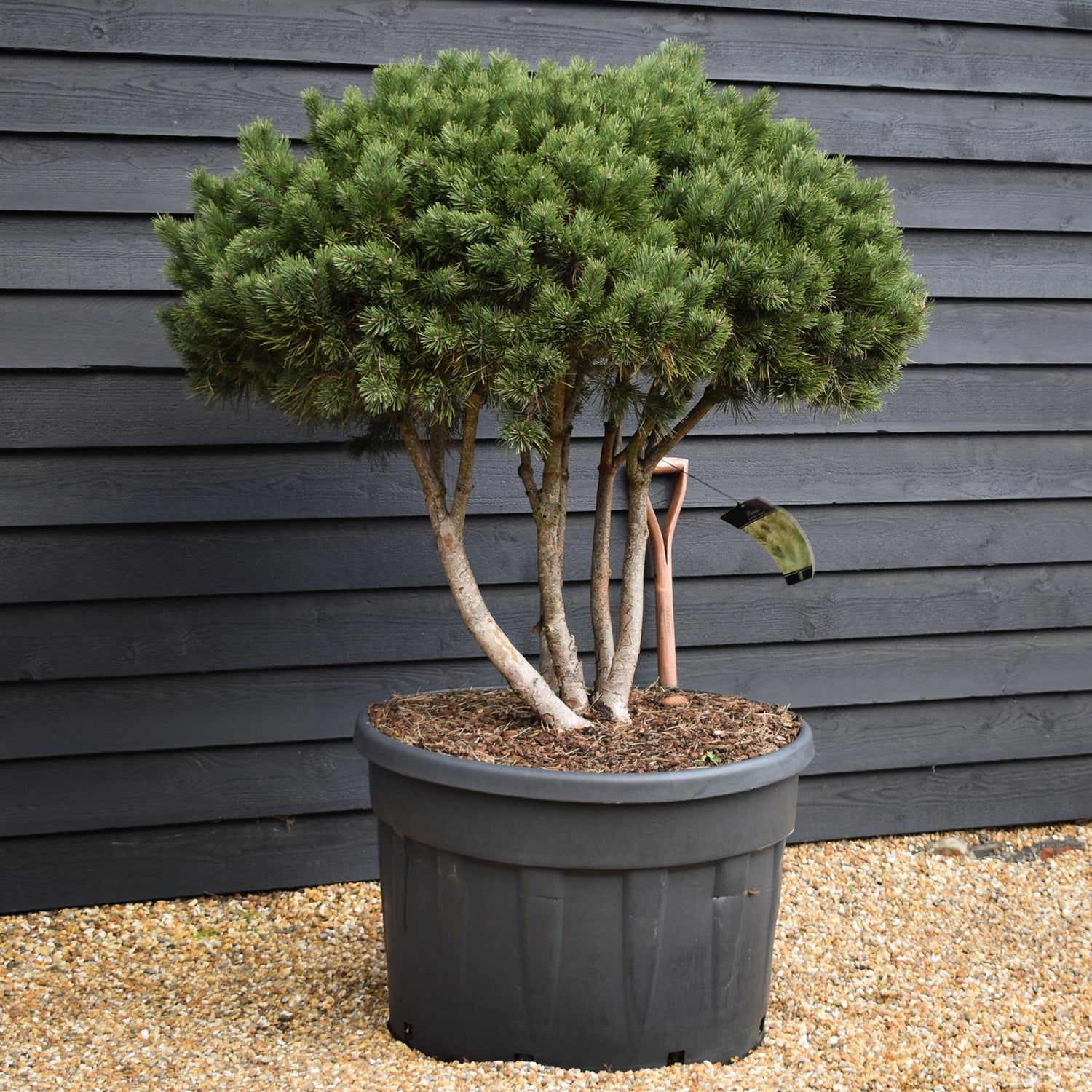 Pinus sylvestris 'Watereri' | Scots pine - Multistem - Parachute - Huge - Unique -  120-130cm - 230lt